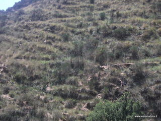 ldaia del Drago19-07-2015 11-55-27